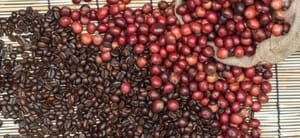 Chọn hạt cà phê nào để kinh doanh là hợp lý ?
